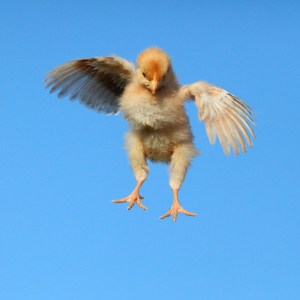 Chick in flight_canstockphoto